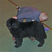 Northern Newfoundland Club Championship Show 2006